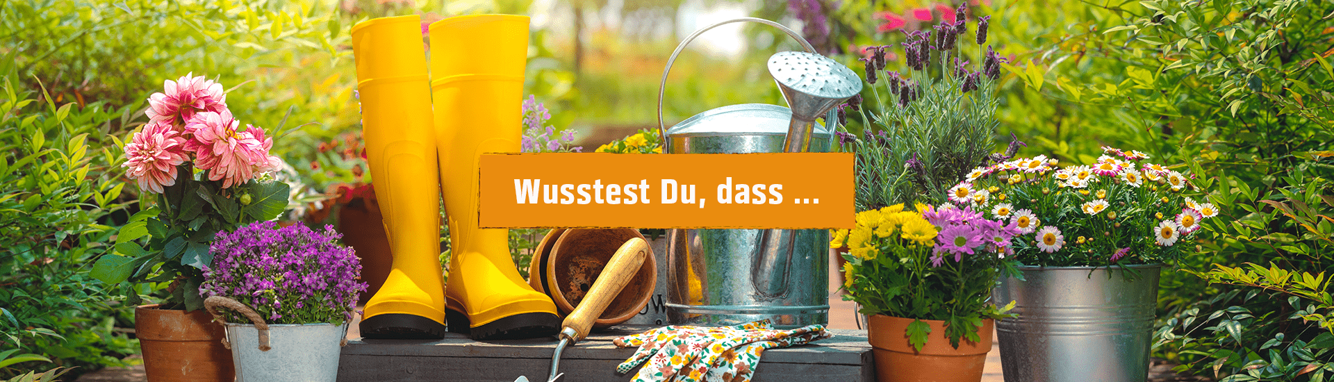 "Wusstest Du, dass ... "